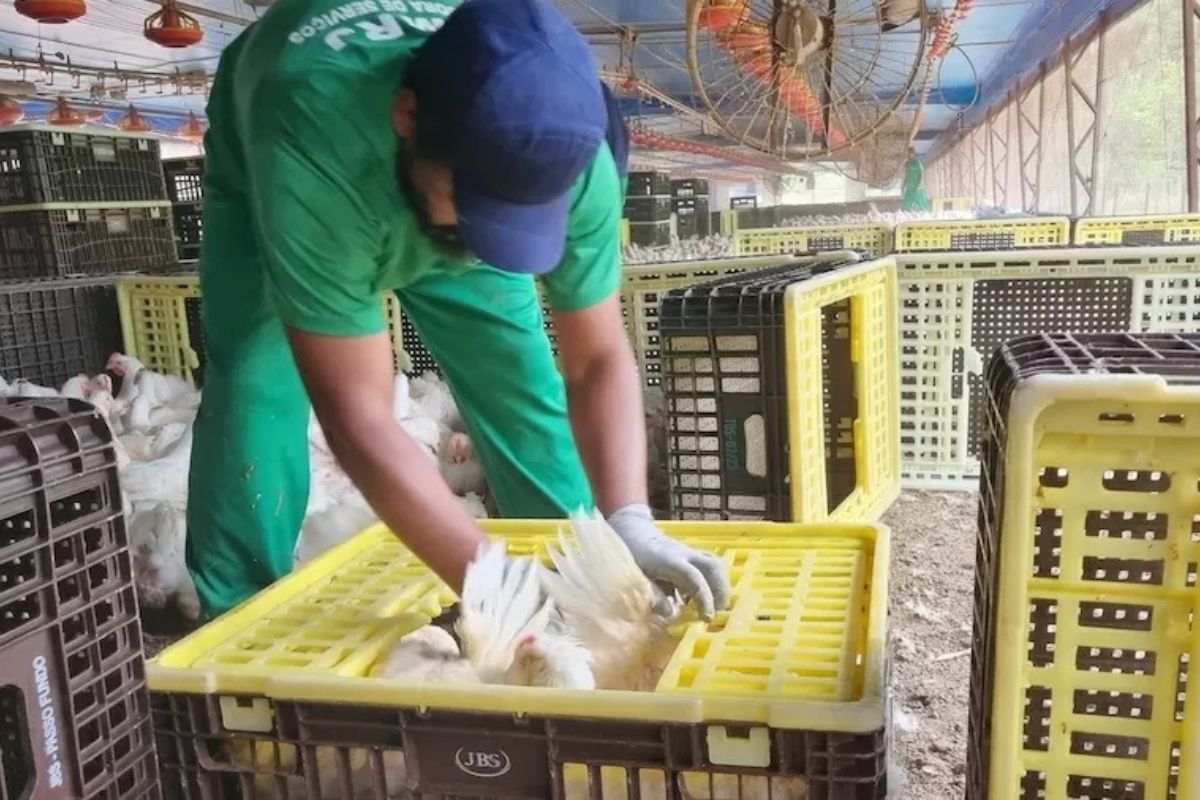 Cargill e JBS são alvos do MPT por trabalho análogo ao escravo