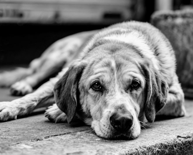 Condenação de dupla por castrar cão com canivete é mantida
