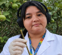 Indígena Maxakali do sul da Bahia cria canudo biodegradável com casca de folha de goiabeira