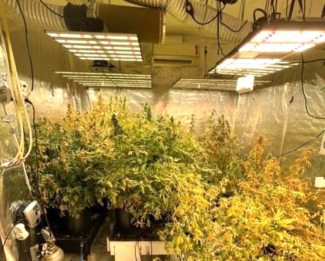 Casal condenado por plantar maconha aguarda início da pena de oito anos