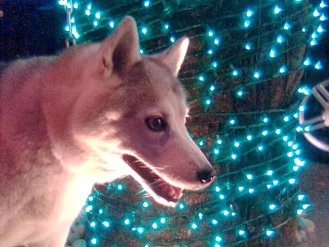 Os animaizinhos