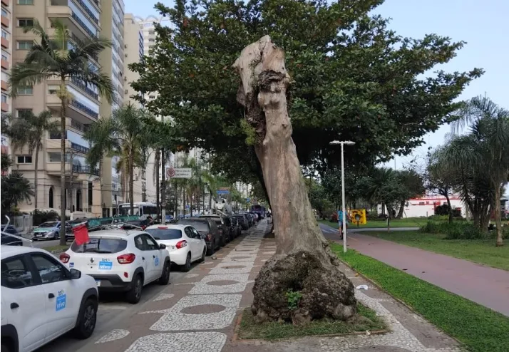 Cidade de Santos (SP) perde verde, fica mais quente e respira por aparelhos