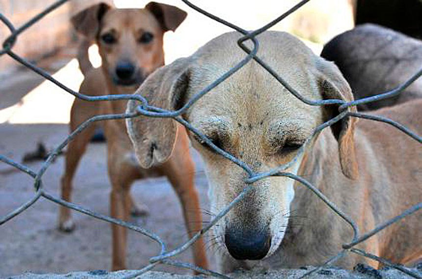 Tarcísio veta projeto contra maus tratos a animais e segue na contramão do Brasil
