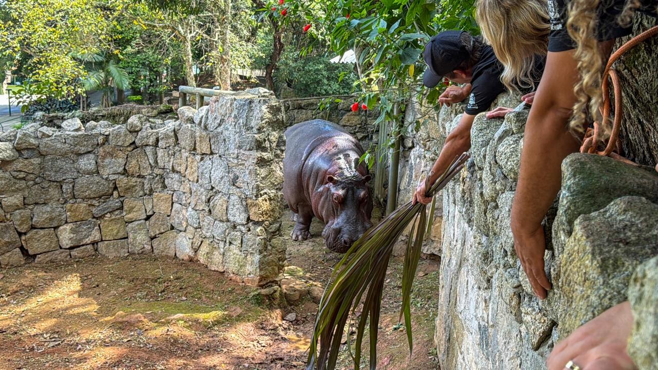 São Vicente (SP): transferência de hipopótamo Ramon é o ‘pontapé inicial’ para fim de animais no Parque Ecológico Votoruá